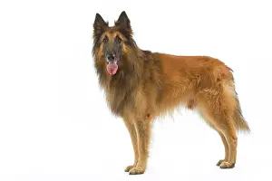 Tervueren: Tervueren / Belgian Shepherd Dog / Belgian Tervueren