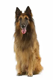 Tervueren: Tervueren / Belgian Shepherd Dog / Belgian Tervueren
