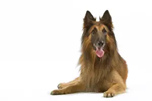 Tervueren: Tervueren / Belgian Shepherd Dog / Belgian Tervueren