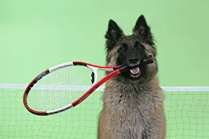 Tennis: Tervuren / Belgian Shepherd Dog - holding tennis racket