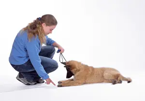 Obedience: Tervuren puppy DOG training - Lie Down