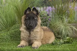 Tervuren: Tervuren (Tervueren) dog puppy
