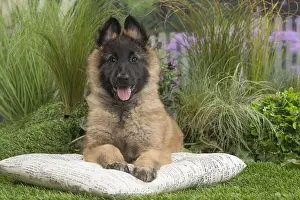 Tervuren: Tervuren (Tervueren) dog puppy