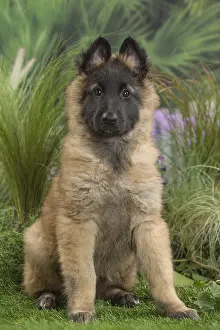 Tervuren: Tervuren (Tervueren) dog puppy