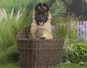 Tervuren: Tervuren (Tervueren) dog puppy in basket