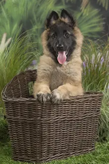 Tervuren: Tervuren (Tervueren) dog puppy in basket