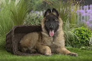 Tervuren: Tervuren (Tervueren) dog puppy in basket