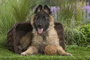 Tervuren: Tervuren (Tervueren) dog puppy in basket