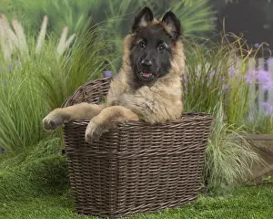 Tervuren: Tervuren (Tervueren) dog puppy in basket