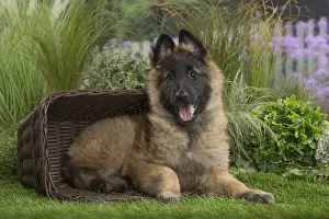 Panting: Tervuren (Tervueren) dog puppy in basket