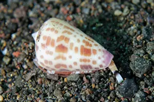 Gastropod: Tesselate Cone Shell