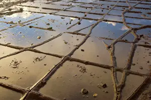 Eaglehawk: Tessellated Pavement - detail of the magnificent