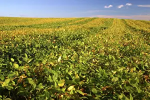 Bean: Test Plots of Soybeans, Iowa