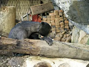 Malayan: Tethered Malayan Sun Bear