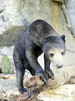 Malayan: Tethered Malayan Sun Bear