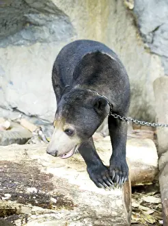 Malayan: Tethered Malayan Sun Bear