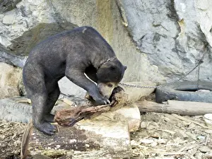 Malayan: Tethered Malayan Sun Bear