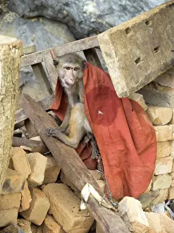 Rhesus: Tethered Rhesus Macaque