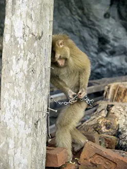 Rhesus: Tethered Rhesus Macaque
