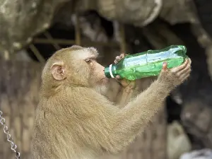 Rhesus: Tethered Rhesus Macaque drinking water from bottle