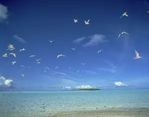 Feathered: Tetiaroa, French Polynesia