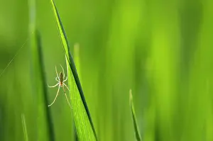 Suspend: Tetragnatha spider (Tetragnatha sp) - Bourgogne