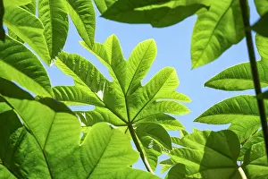 250417: Tetrapanax leaves, Norfolk UK