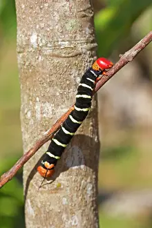 Frangipani: Tetrio Sphinx Giant Gray Sphinx Frangipani Hornworm