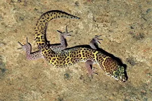 Coleonyx: Texas Banded Gecko