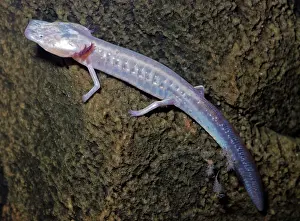 Endagered: Texas Blind Cave Salamander