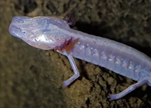 Endagered: Texas Blind Cave Salamander