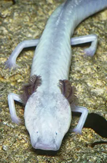 Bred: Texas Blind Cave Salamander