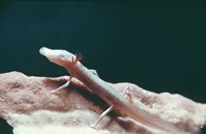 Eurycea: Texas blind cave salamander