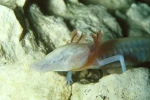 Blind: Texas blind cave salamander
