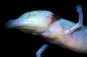 Aquifer: Texas Blind Salamander