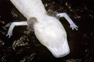 Eurycea: Texas Blind Salamander