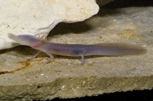 Eurycea: Texas Blind Salamander
