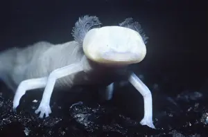 Blind: Texas Blind Salamander