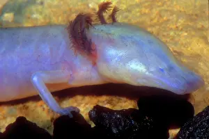 Blind: Texas Blind Salamander