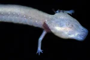 Blind: Texas Blind Salamander
