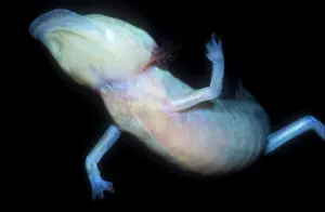 Blind: Texas Blind Salamander