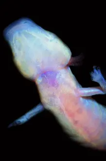 Blind: Texas Blind Salamander