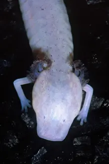 Blind: Texas Blind Salamander (Eurycea rathbuni)