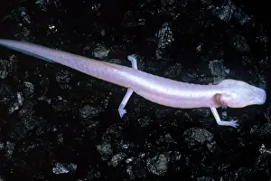 Blind: Texas Blind Salamander (Eurycea rathbuni)