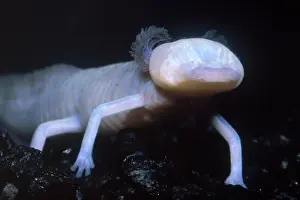 Blind: Texas Blind Salamander (Eurycea rathbuni)