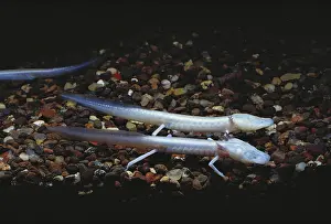 Troglobitic: Texas Blind Salamanders