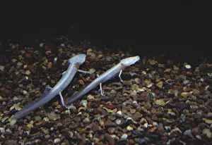 Troglobitic: Texas Blind Salamanders