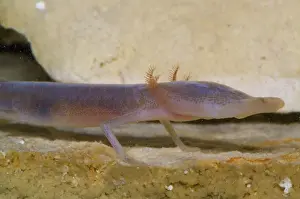 Eurycea: Texas Blind Salmander
