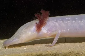 Eurycea: Texas Blind Salmander