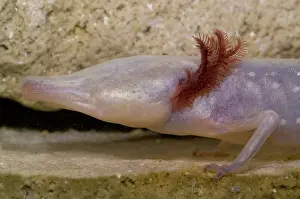 Eurycea: Texas Blind Salmander